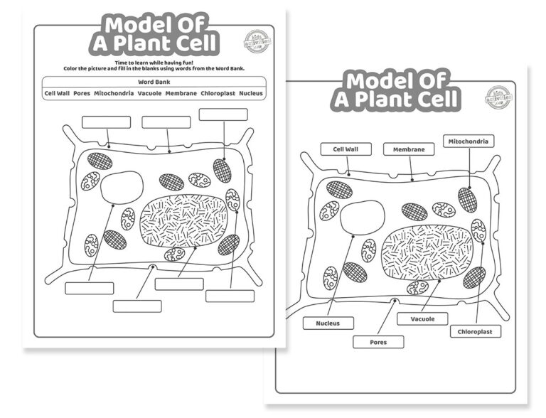 Model of a Plant Cell Coloring Pages Facebook