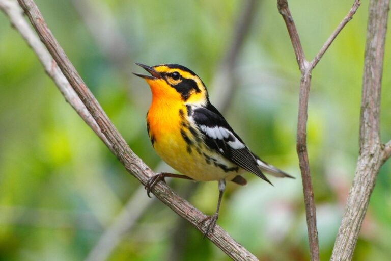 A male Blackburnian warbler Setophaga fusca singing a territorial song