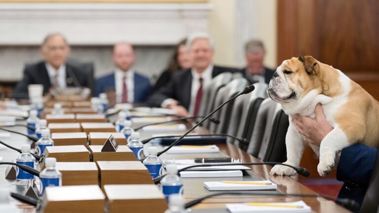 babydog ag committee