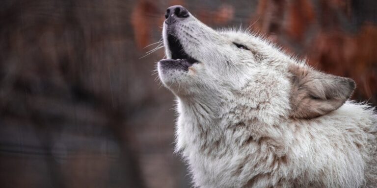 wolf gID 7