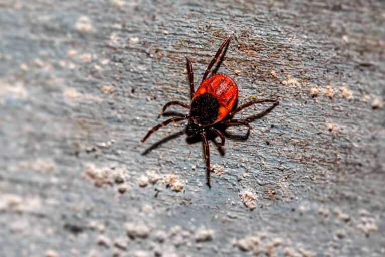 Castor bean tick ixodes scapularis